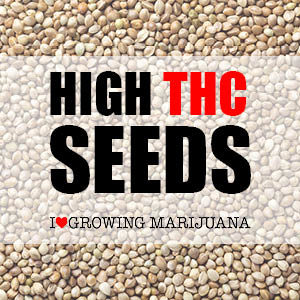 High THC seeds