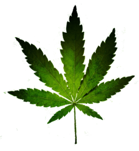 Cannabis Marijuana Seeds