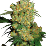 Big Bud Feminized