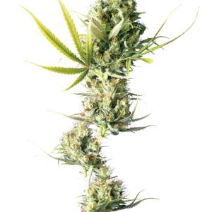 Durban Feminized
