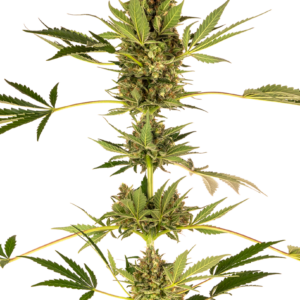 Himalayan CBD Feminized