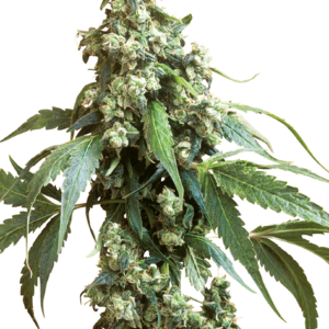 Jack Flash #5 Feminized