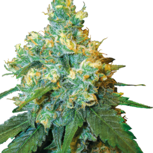 Jack Herer® Feminized