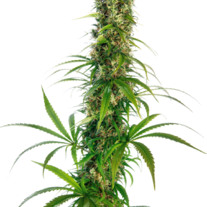 Michka® Feminized