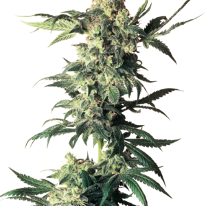 Northern Lights Feminized