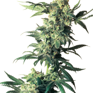 Northern Lights Feminized