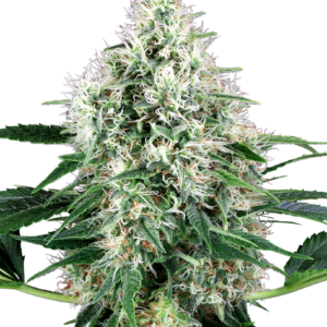 Pure Power Plant Automatic