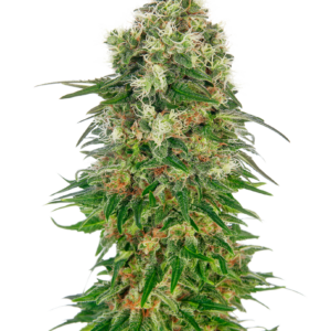 Shiva Skunk Automatic