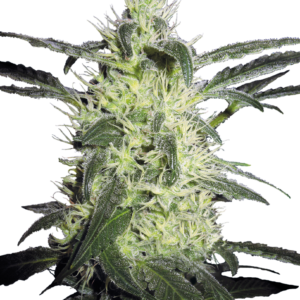 Silver Haze Feminized