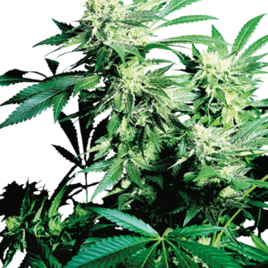 Skunk Kush Feminized