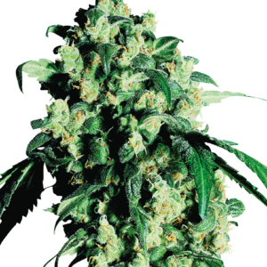 Super Skunk Feminized