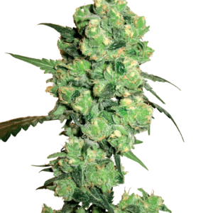Super Skunk Feminized