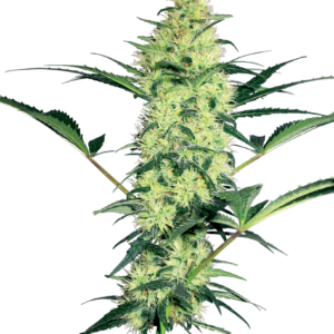 White Diesel Feminized