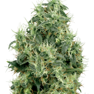 White Gold Feminized