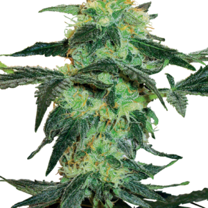 White Ice Feminized