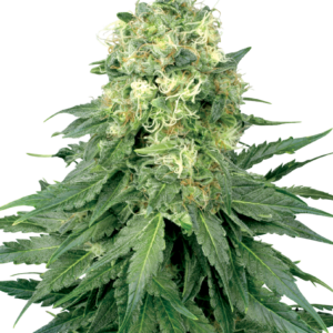 White Widow Feminized