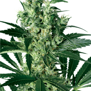X Haze Feminized